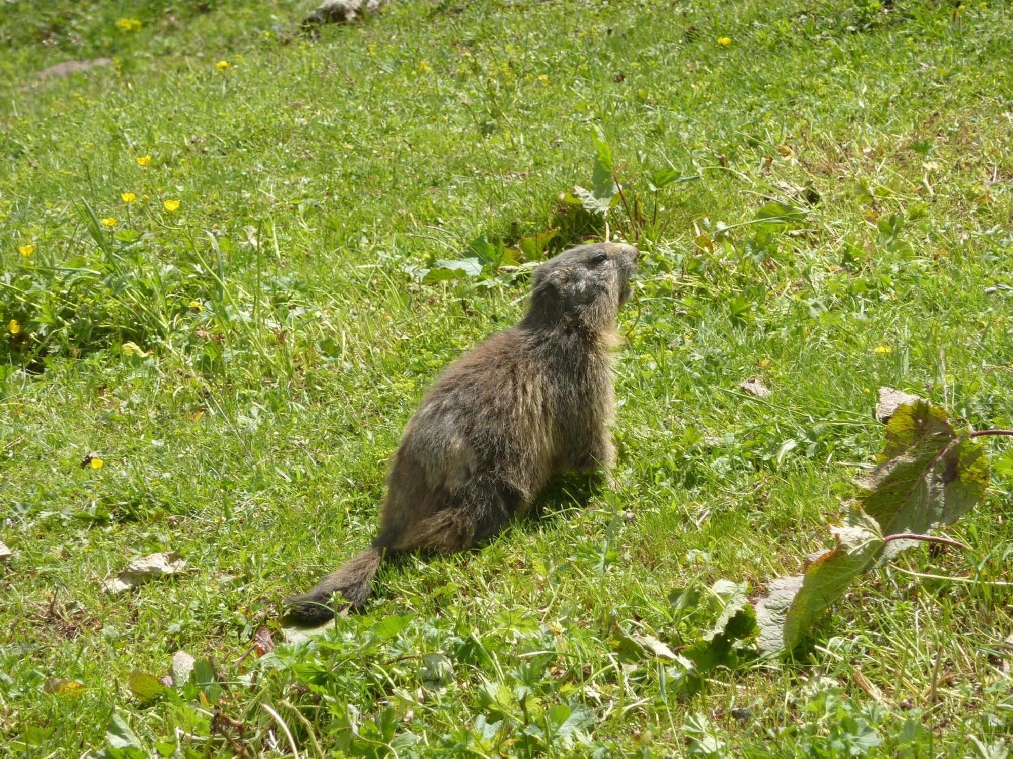 Les Glieres - Champagny-En-Vanoise La Plagne Eksteriør billede